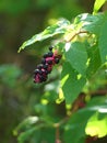 American Pokeweed Berries