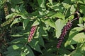 American pokeweed, berries and leaves