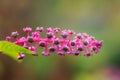 American pokeweed green fruits on bright pink flowerhead