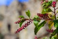 American Pokeweed plant, Spain Royalty Free Stock Photo