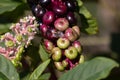 American Pokeweed Phytolacca americana berries close up