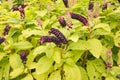 American pokeweed- phytolacca americana Royalty Free Stock Photo