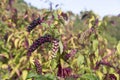 American Pokeweed Phytolacca