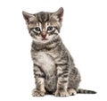 American Polydactyl kitten sitting, isolated