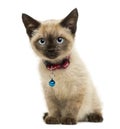 American Polydactyl kitten sitting, looking at the camera Royalty Free Stock Photo