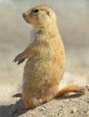 American prairie dog sitting on his haunches, phoenix, arizona, united states Royalty Free Stock Photo