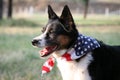 American Pride - Dog with Flag Royalty Free Stock Photo