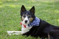 American Pride - Dog Flag Bandanna Scarf Royalty Free Stock Photo