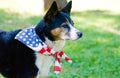 American Pride - Dog with Flag Scarf Royalty Free Stock Photo