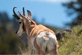 American Pronghorn Antelope Buck (Male) near Slough Creek Royalty Free Stock Photo