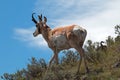 American Pronghorn Antelope near Slough Creek Royalty Free Stock Photo