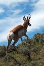 American Pronghorn Antelope near Slough Creek Royalty Free Stock Photo