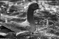 American Purple Gallinule Royalty Free Stock Photo