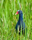 American Purple Gallinule bird Royalty Free Stock Photo