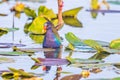 American purple gallinule found in Everglades National Par.Florida.USA Royalty Free Stock Photo