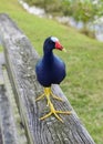 American purple gallinule front close up Royalty Free Stock Photo