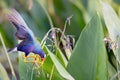 An American Purple Gallinule perches precariously Royalty Free Stock Photo