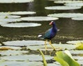 American Purple Gallinule close up