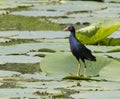 American Purple Gallinule Porphyria martinica feeding at lotus leaves Royalty Free Stock Photo