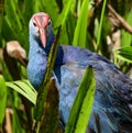 American purple gallinule front close up