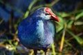 American purple gallinule side close up Royalty Free Stock Photo