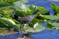 American Purple Gallinule Royalty Free Stock Photo