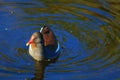 American purple gallinule