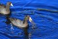 American purple gallinule Royalty Free Stock Photo