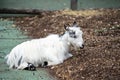 American Pygmy is an American breed of achondroplastic goat