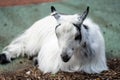 American Pygmy is an American breed of achondroplastic goat