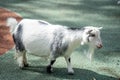 American Pygmy is an American breed of achondroplastic goat