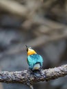 American pygmy Kingfisher (Chloroceryle aenea