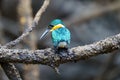 American pygmy Kingfisher (Chloroceryle aenea