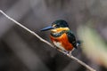 American pygmy kingfisher Chloroceryle aenea perched on a stick