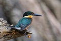 American pygmy kingfisher Chloroceryle aenea perched on a stick