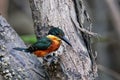 American pygmy kingfisher Chloroceryle aenea perched on a stick