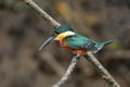 American pygmy kingfisher Chloroceryle aenea perched on a stick