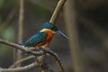 American pygmy kingfisher Chloroceryle aenea perched on a stick