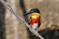 American pygmy kingfisher Chloroceryle aenea perched on a stick