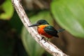 American pygmy kingfisher Chloroceryle aenea perched on a stick