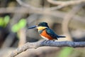 American pygmy kingfisher