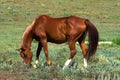 American Quarter Horse Royalty Free Stock Photo