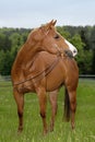 American Quarter Horse