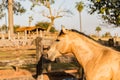 American Quarter Horse buckskin Stallion Royalty Free Stock Photo