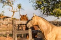 American Quarter Horse buckskin Stallion Royalty Free Stock Photo
