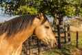 American Quarter Horse buckskin Stallion Royalty Free Stock Photo