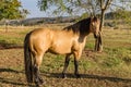 American Quarter Horse buckskin Stallion Royalty Free Stock Photo