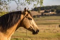 American Quarter Horse buckskin Stallion Royalty Free Stock Photo