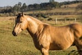 American Quarter Horse buckskin Stallion Royalty Free Stock Photo