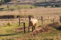 American Quarter Horse buckskin Stallion Royalty Free Stock Photo